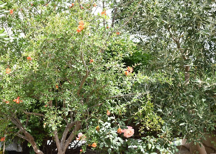 Pensjonat Andriani's 3*