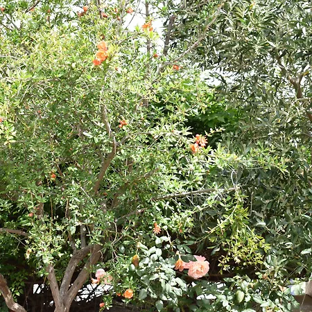 בית הארחה Andriani's 3*