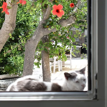 Πανσιόν Andriani's